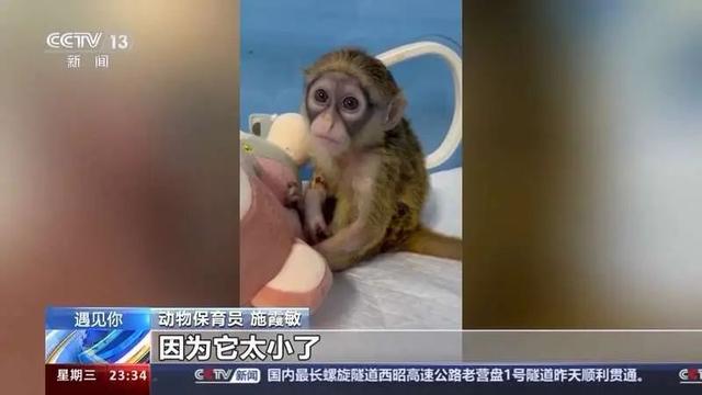 这届年轻人带薪“撸虎玩熊”?网友:梦想职业无疑了