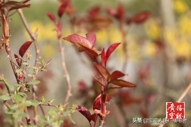 宝鸡市东仁堡小学:敦厚仁爱 春风物语