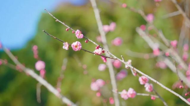 开了！杨浦第一抹春色已上线，就在……