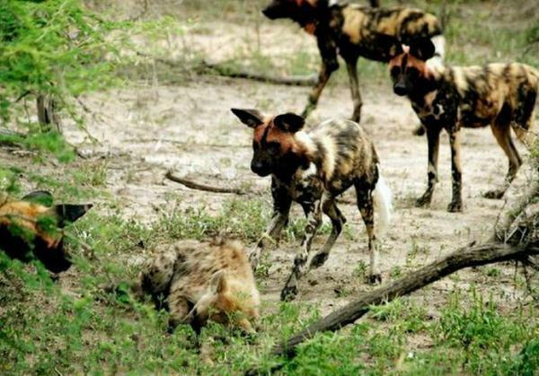 鬣狗惨遭野狗围攻，舍去孩子逃命，这就是动物特征，孩子都不要了