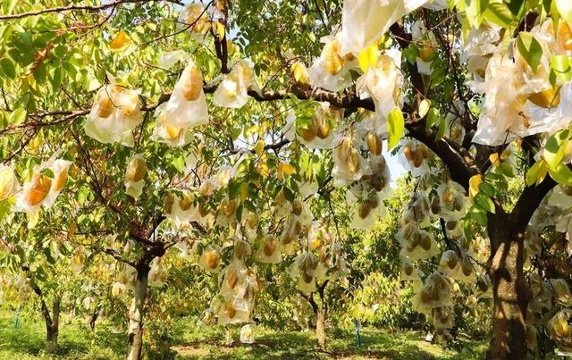 走!打卡云溪湾,尝乡间美食、看农家晒稻、走绿道摘果蔬……