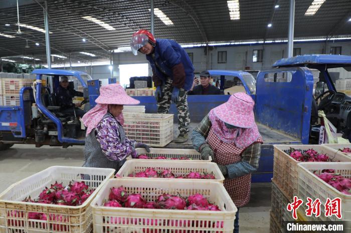 （乡村行·看振兴）广西龙州：火龙果巧打“时间差” 保温套袋催生“早春红”