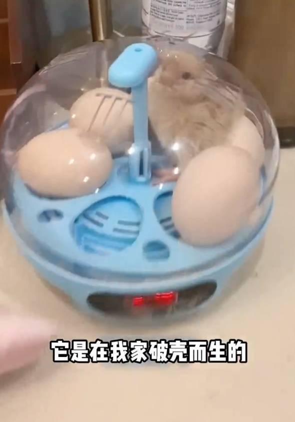 严屹宽老婆杜若溪帮女儿养鸡！小鸡生病还给挂了急诊