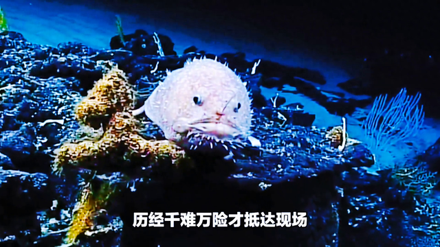 俄罗斯惊现深海“异形”！