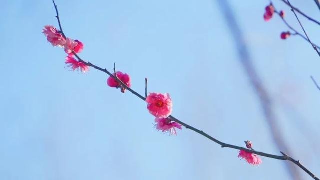 开了！杨浦第一抹春色已上线，就在……