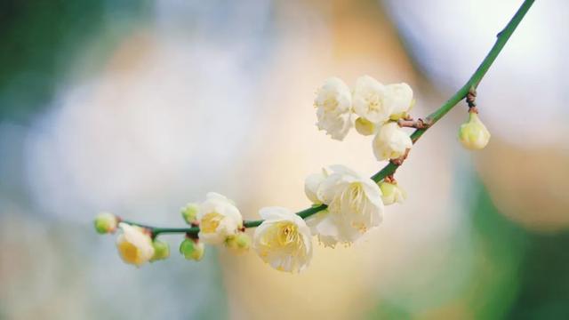 开了！杨浦第一抹春色已上线，就在……