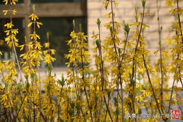 宝鸡市东仁堡小学:敦厚仁爱 春风物语