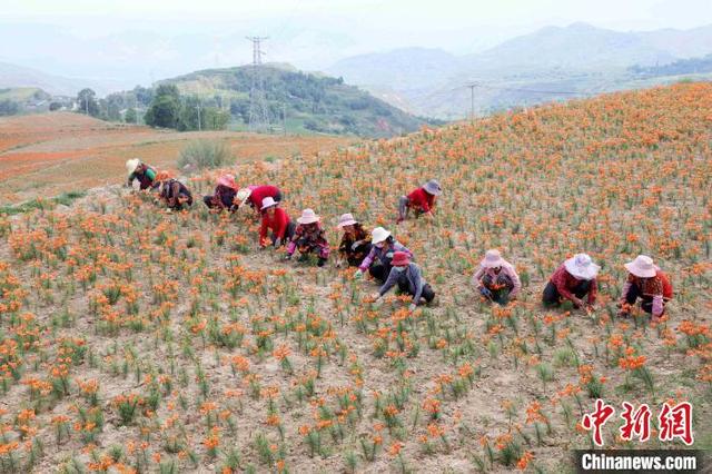 青海“光辉村”迎“光辉时代”：从“广种薄收”到特色种植