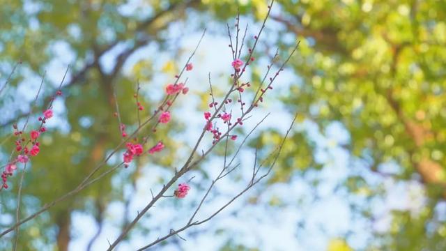 开了！杨浦第一抹春色已上线，就在……