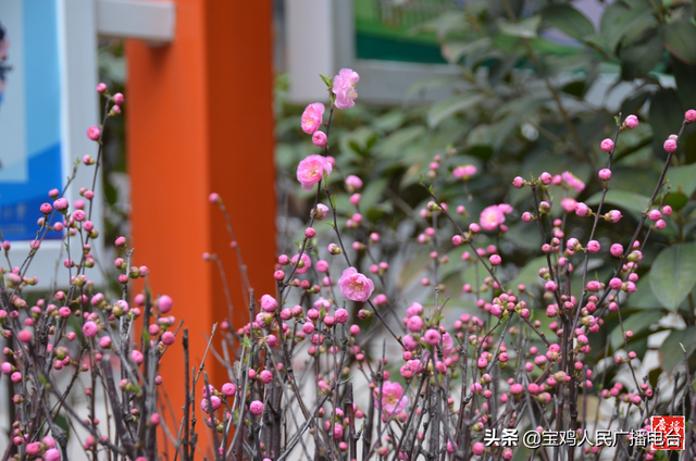 宝鸡市东仁堡小学:敦厚仁爱 春风物语