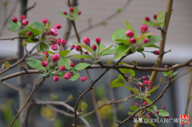 宝鸡市东仁堡小学:敦厚仁爱 春风物语