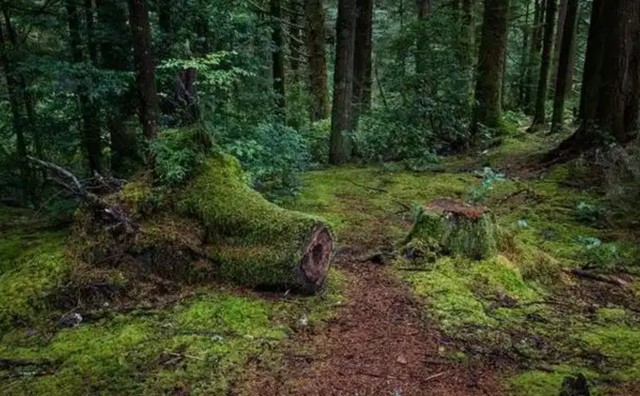 流浪的达曼族,中国“第五十七个”民族!为啥200多年没有国籍?
