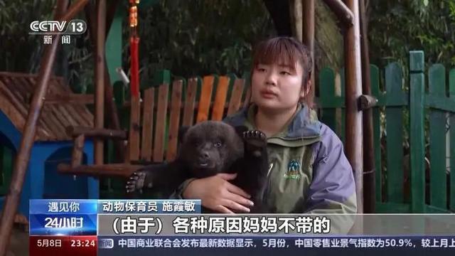 这届年轻人带薪“撸虎玩熊”?网友:梦想职业无疑了