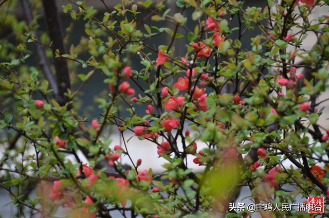 宝鸡市东仁堡小学:敦厚仁爱 春风物语