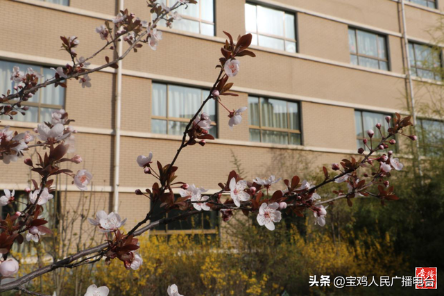 宝鸡市东仁堡小学:敦厚仁爱 春风物语