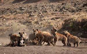 鬣狗(鬣狗惨遭野狗围攻，舍去孩子逃命，这就是动物特征，孩子都不要了)