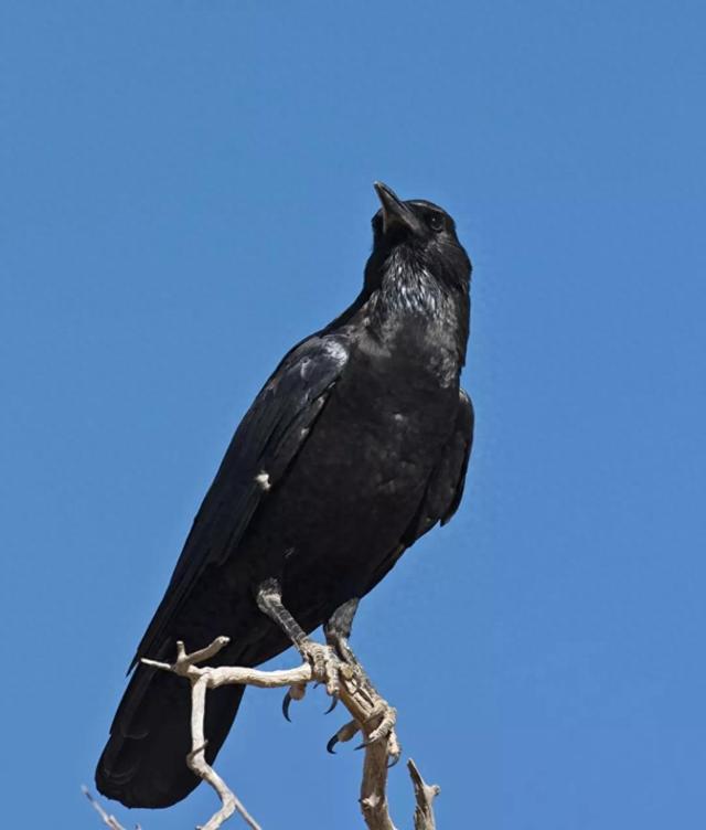 假如乌鸦会说话?那么许嵩一首《乌鸦》就是真话