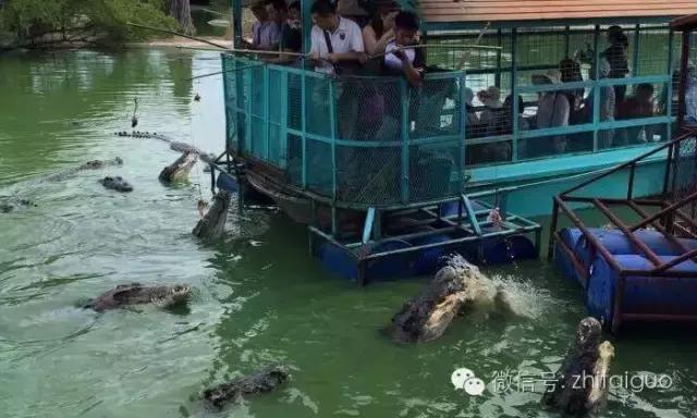 芭提雅鳄鱼潭被勒令暂时歇业整顿 消除安全隐患