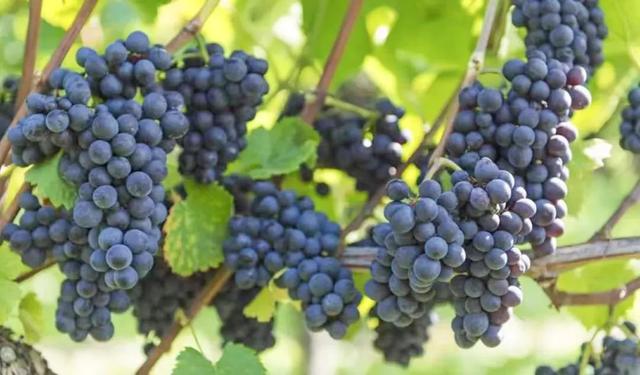 走!打卡云溪湾,尝乡间美食、看农家晒稻、走绿道摘果蔬……