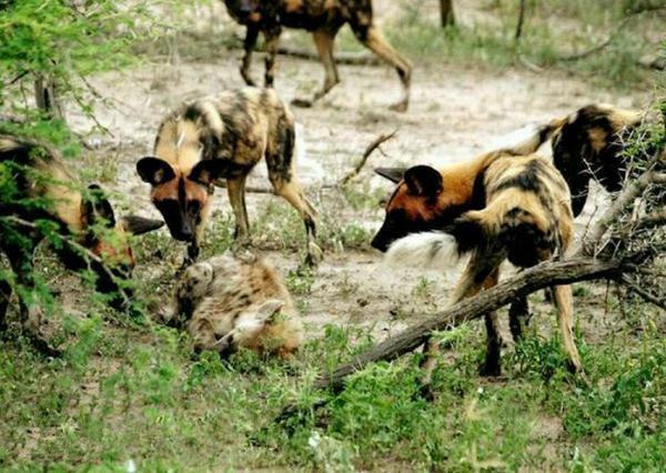 鬣狗惨遭野狗围攻，舍去孩子逃命，这就是动物特征，孩子都不要了