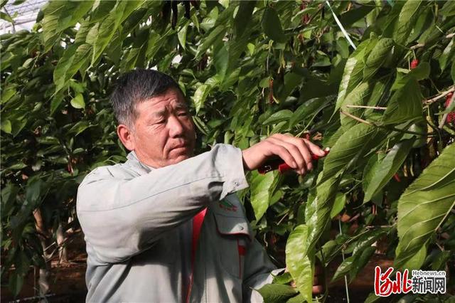 河北涞水:春暖棚绿果桑甜