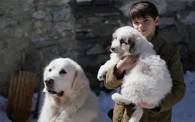 狗狗队集合！电影频道将排播7部温馨狗狗电影！