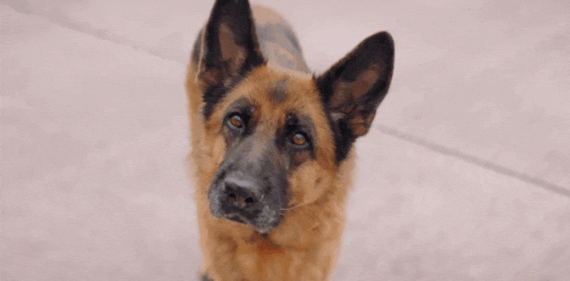 狗狗队集合！电影频道将排播7部温馨狗狗电影！