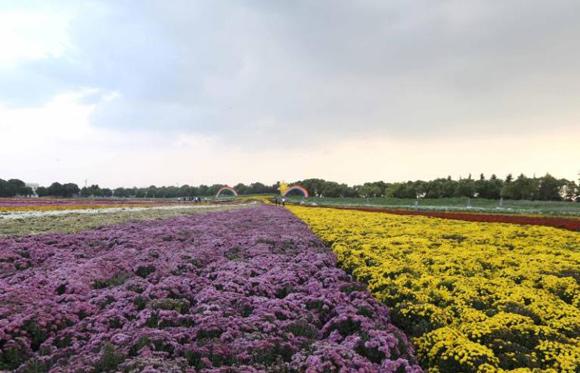 五颜六色的最美季节来啦！申城秋季赏景指南