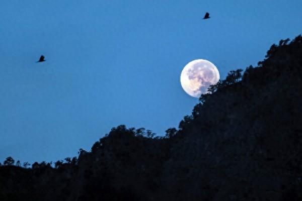 张继名篇《枫桥夜泊》，“月落乌啼”中的“乌”，到底指的是什么