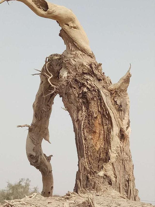 胡杨树的三千年