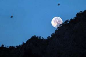 月落乌啼(张继名篇《枫桥夜泊》，“月落乌啼”中的“乌”，到底指的是什么)