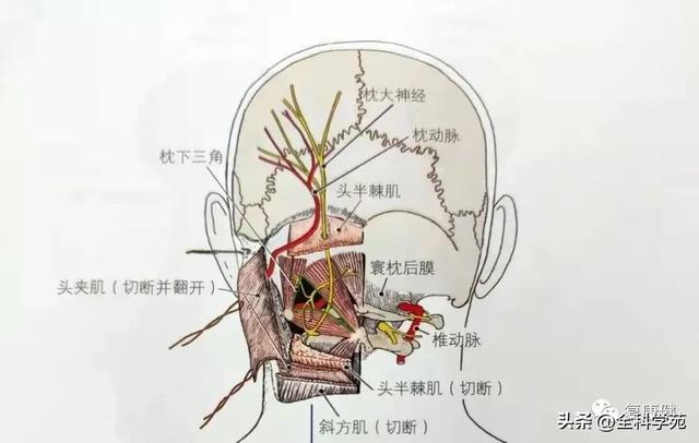 枕大神经体表定位 & 枕大神经痛的预防