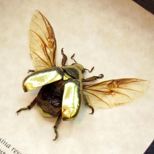 那些珠光宝气的金银色甲虫们