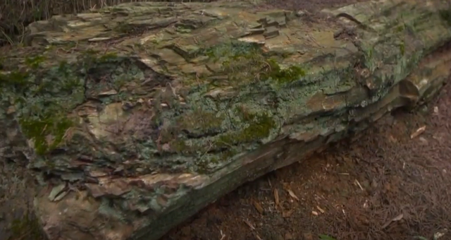 四川山村惊现神秘“龙骨石”，质地形状如同龙骨，专家认为不简单