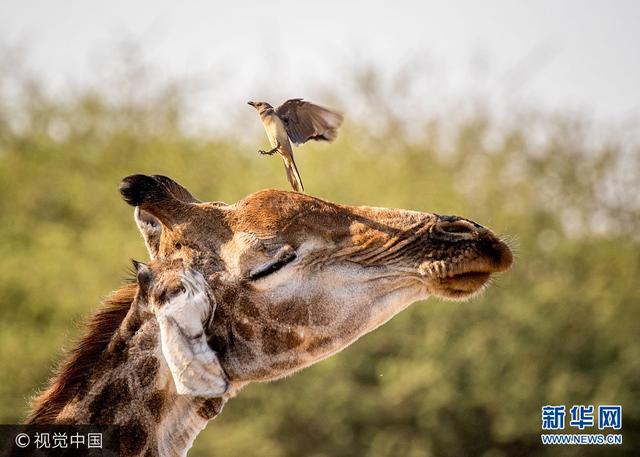 南非：牛椋鸟狂缠长颈鹿 长颈鹿喷水驱逐