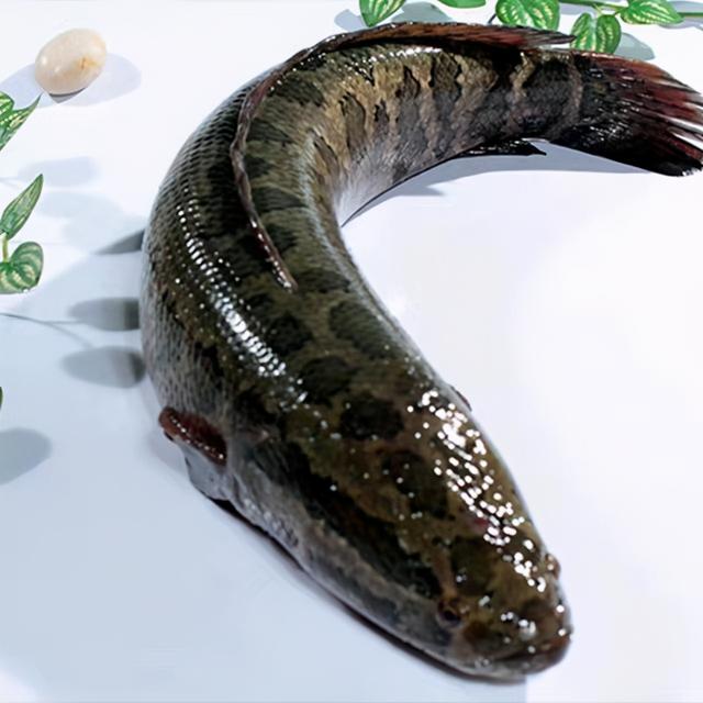 观赏鱼养大了就吃、病了就扔，更离谱的，还有杀鸡取卵的养鱼模式