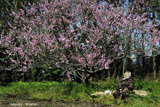 这只日本最有爱的“婆婆猫”，去了天国