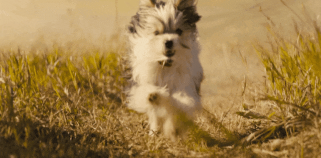 狗狗队集合！电影频道将排播7部温馨狗狗电影！