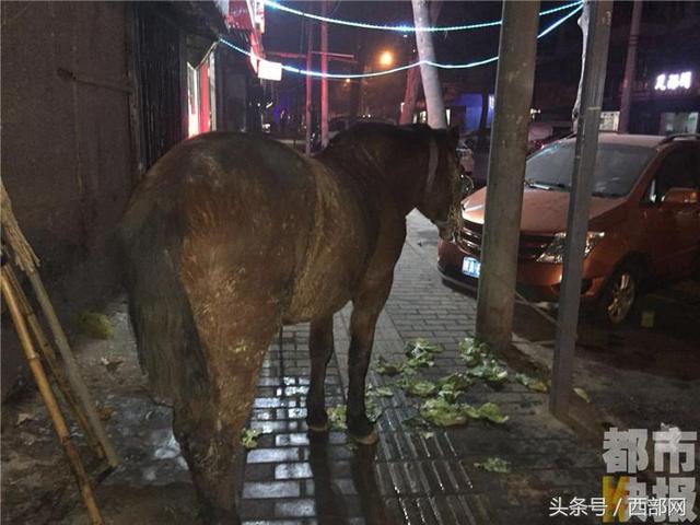 马路边拴着一匹马？主人骑车走亲戚它跟着跑来了