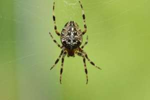 蜘蛛腿(来自蜘蛛腿的灵感的机器人，是什么样的？)