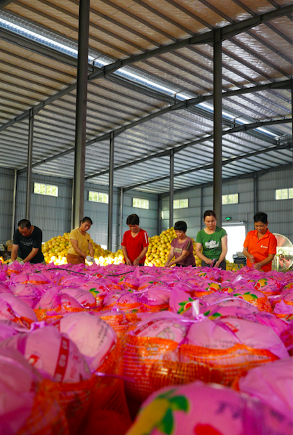 广东农业为什么与众不同？一一写在第四个中国农民丰收节