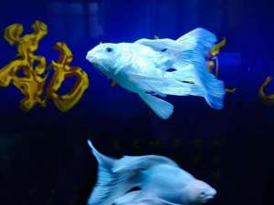 鱼缸马桶(观赏鱼养大了就吃、病了就扔，更离谱的，还有杀鸡取卵的养鱼模式)