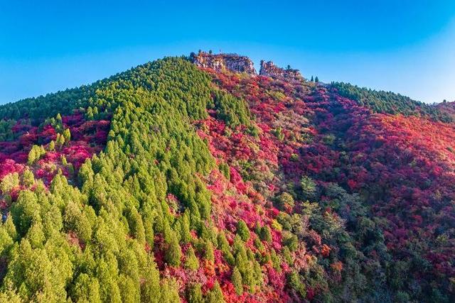山东好景｜济南劈山“红叶秘境”秋色醉人