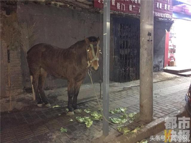 马路边拴着一匹马？主人骑车走亲戚它跟着跑来了