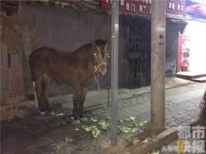 马拴(马路边拴着一匹马？主人骑车走亲戚它跟着跑来了)