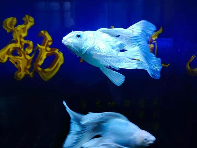 观赏鱼养大了就吃、病了就扔，更离谱的，还有杀鸡取卵的养鱼模式