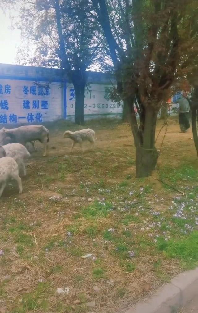 50岁戏骨近1年无戏拍，定居河北农村放羊种菜，胡须花白精神足