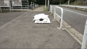 日本软萌妹靠沙雕发明走红，网友：靠脸吃饭不好么？