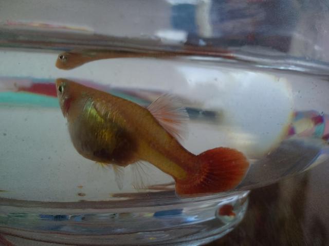 观赏鱼养大了就吃、病了就扔，更离谱的，还有杀鸡取卵的养鱼模式