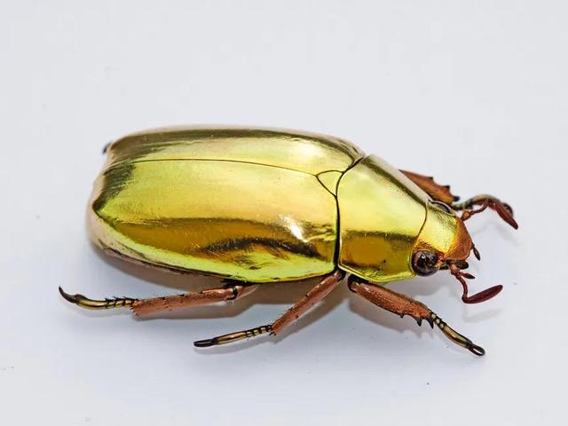 那些珠光宝气的金银色甲虫们